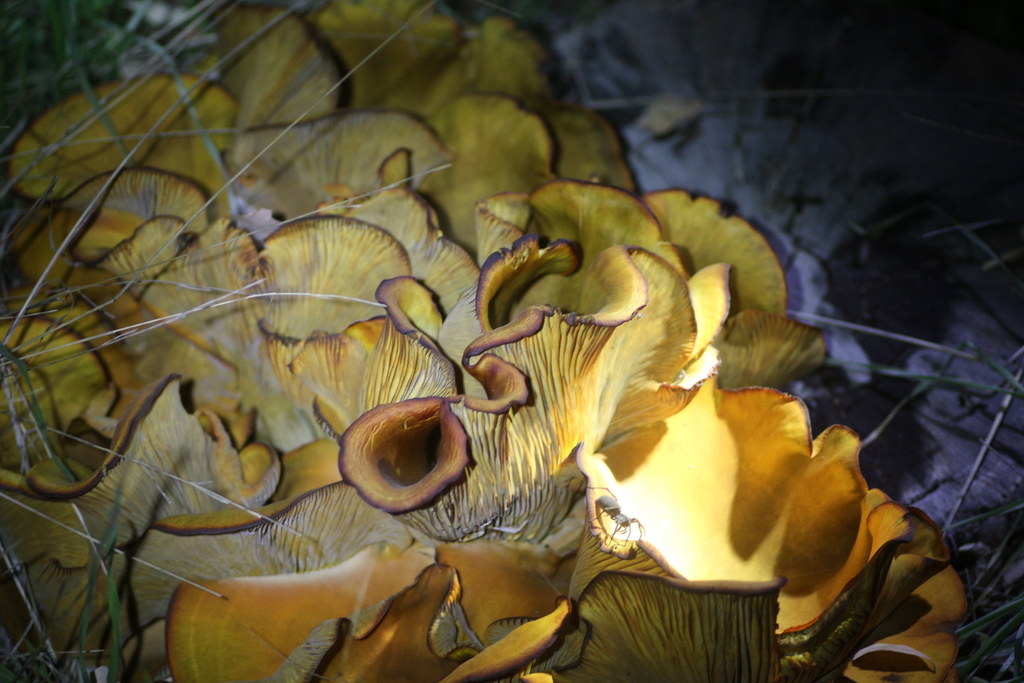 Omphalotus olivascens · November 2025 · photo: © dblanco (iNaturalist, cc0)