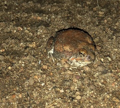 Tomopterna marmorata