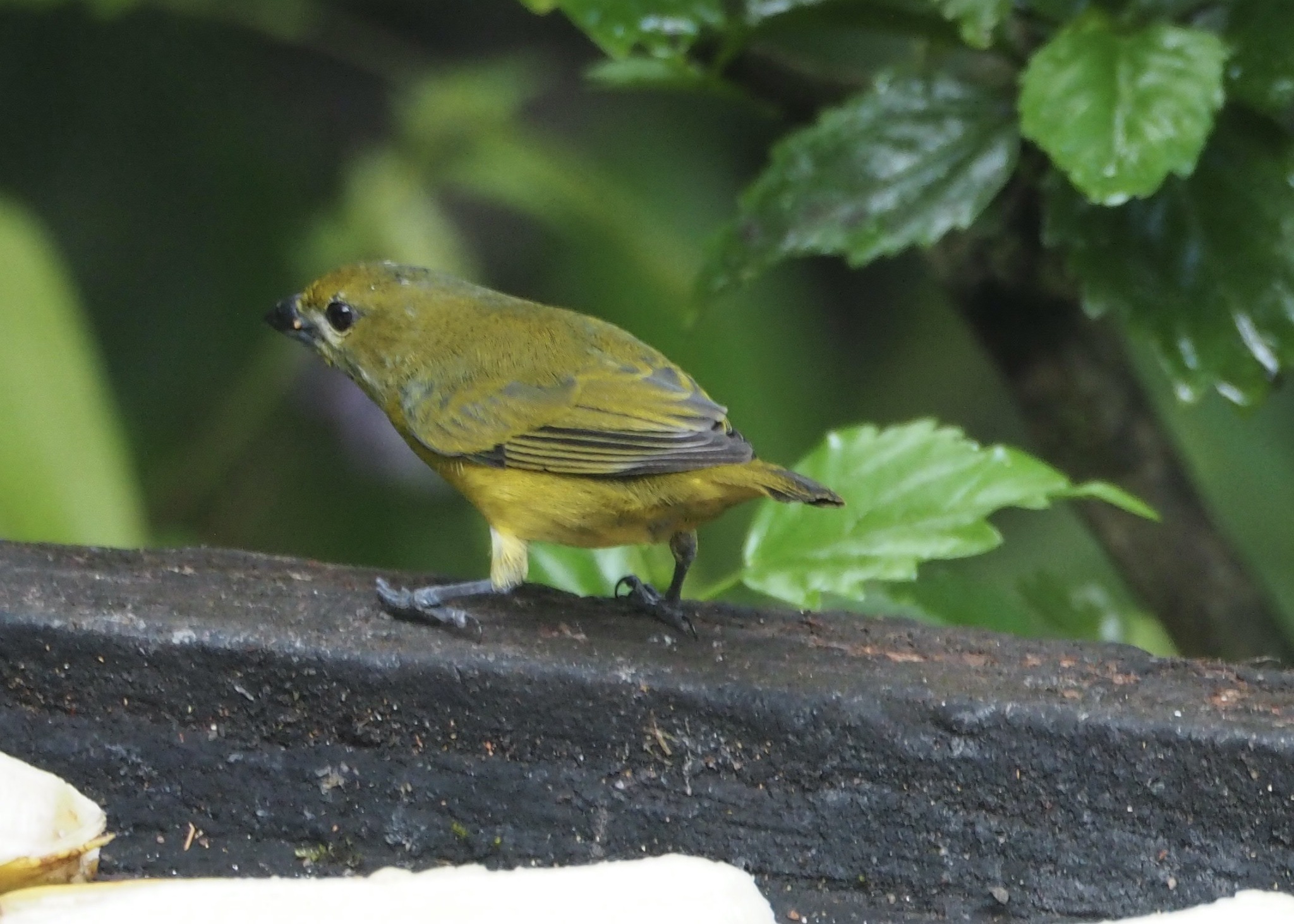 White-lored Euphonia (Euphonia chrysopasta), photo 9