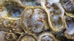Ostrea lurida