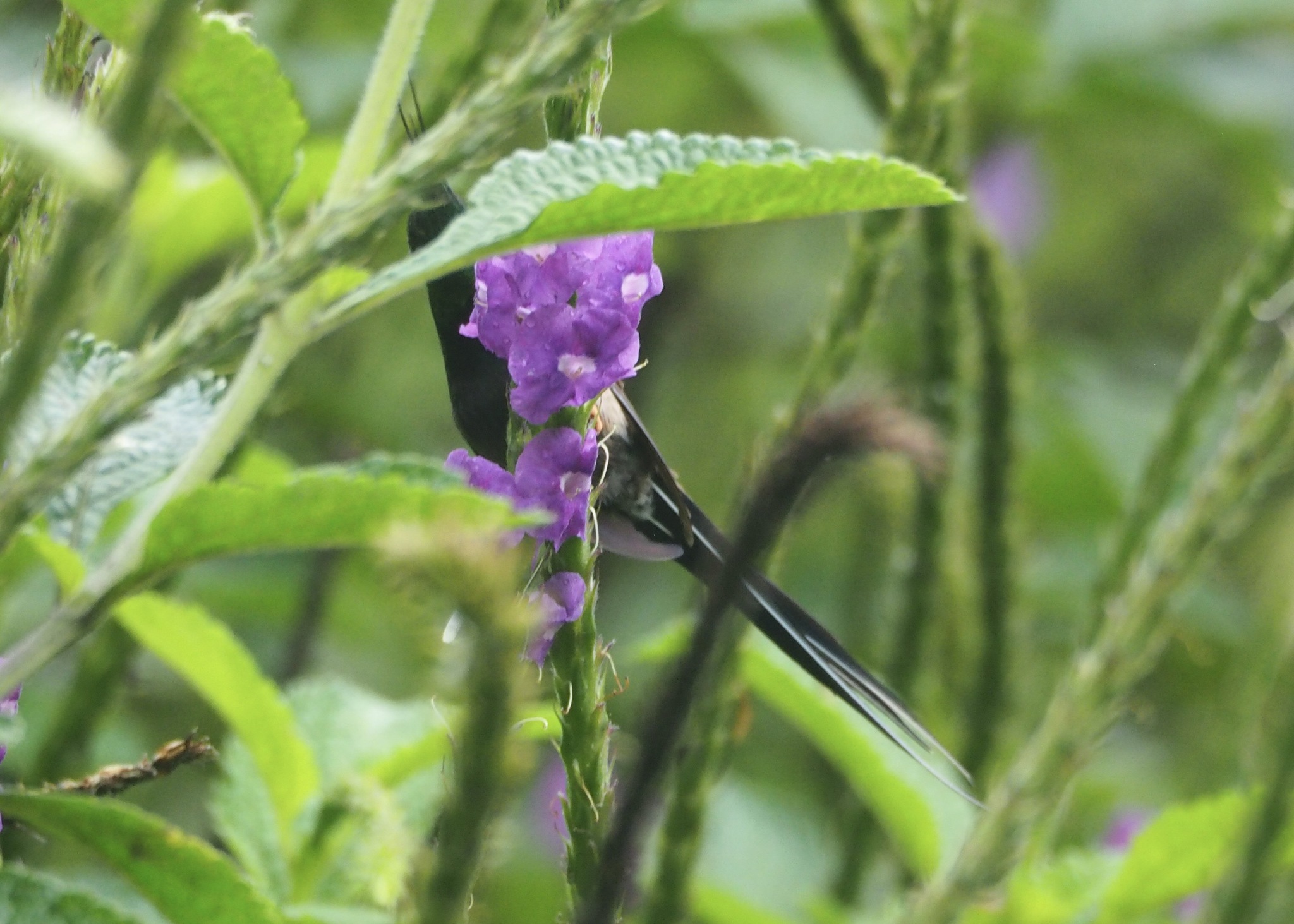 Wire-crested Thorntail (Discosura popelairii), photo 10