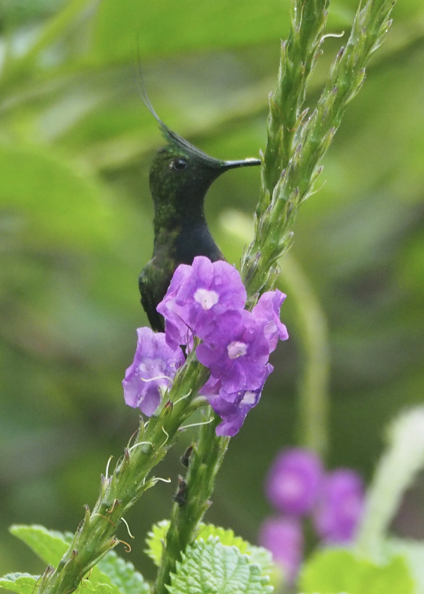Wire-crested Thorntail (Discosura popelairii), photo 9
