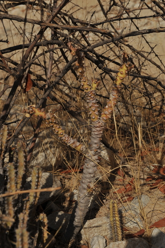Euphorbia leistneri