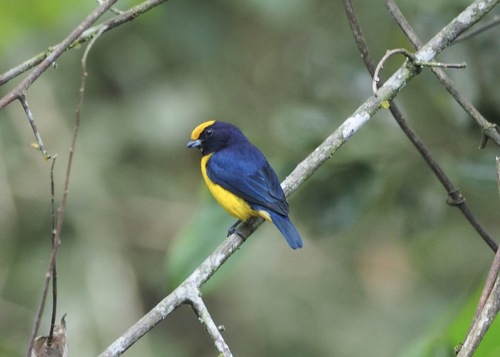 Orange-bellied Euphonia (Euphonia xanthogaster), photo 6