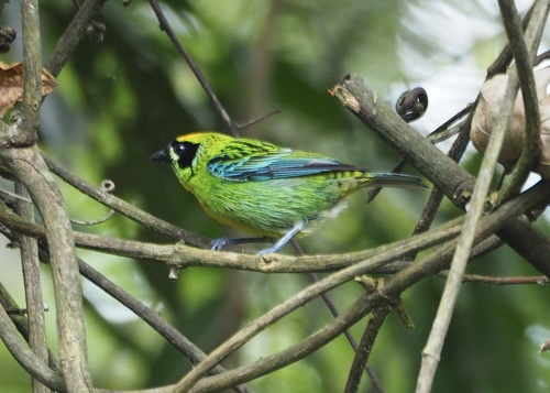 Green-and-gold Tanager (Tangara schrankii), photo 7