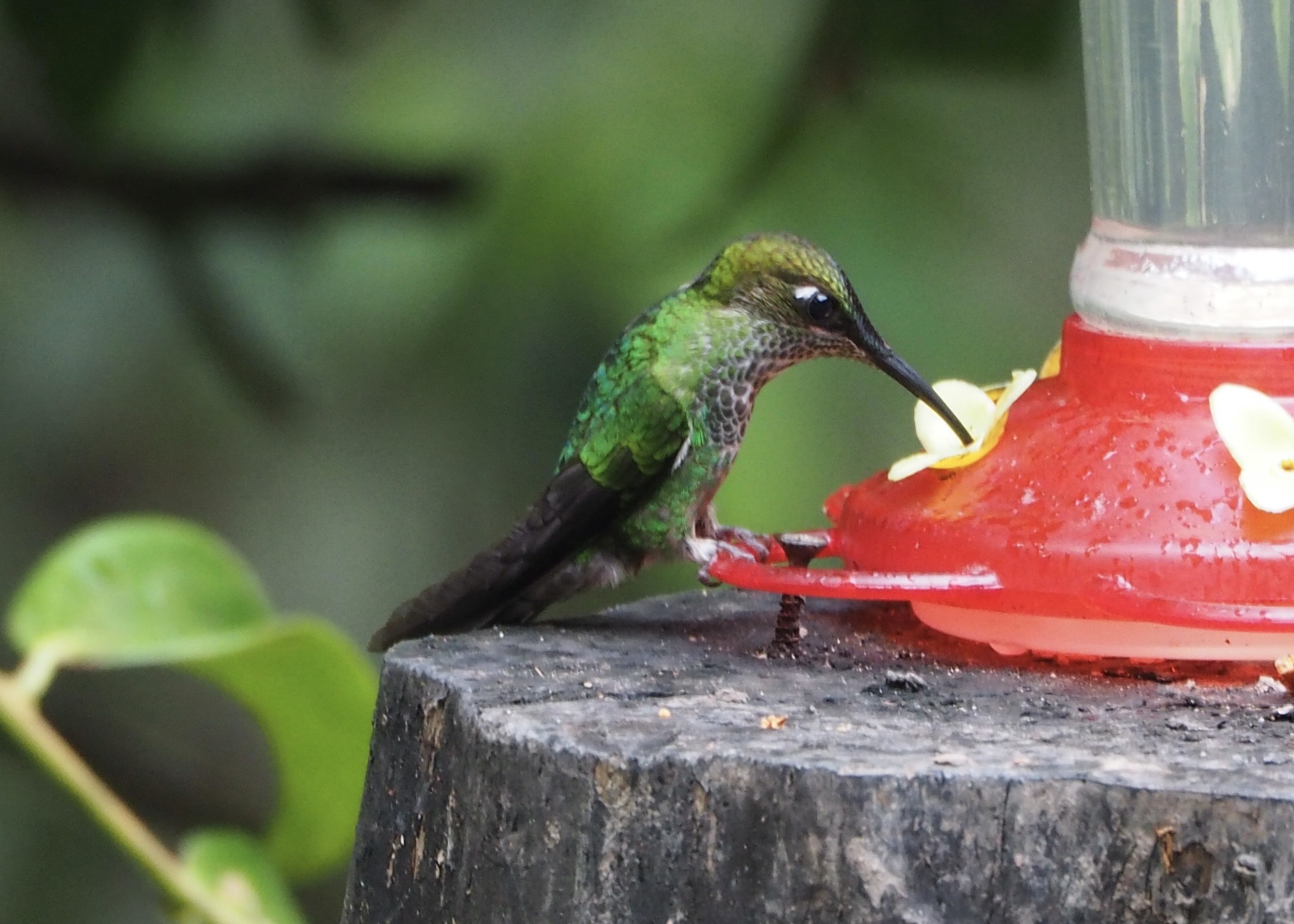 Many-spotted Hummingbird (Taphrospilus hypostictus), photo 5
