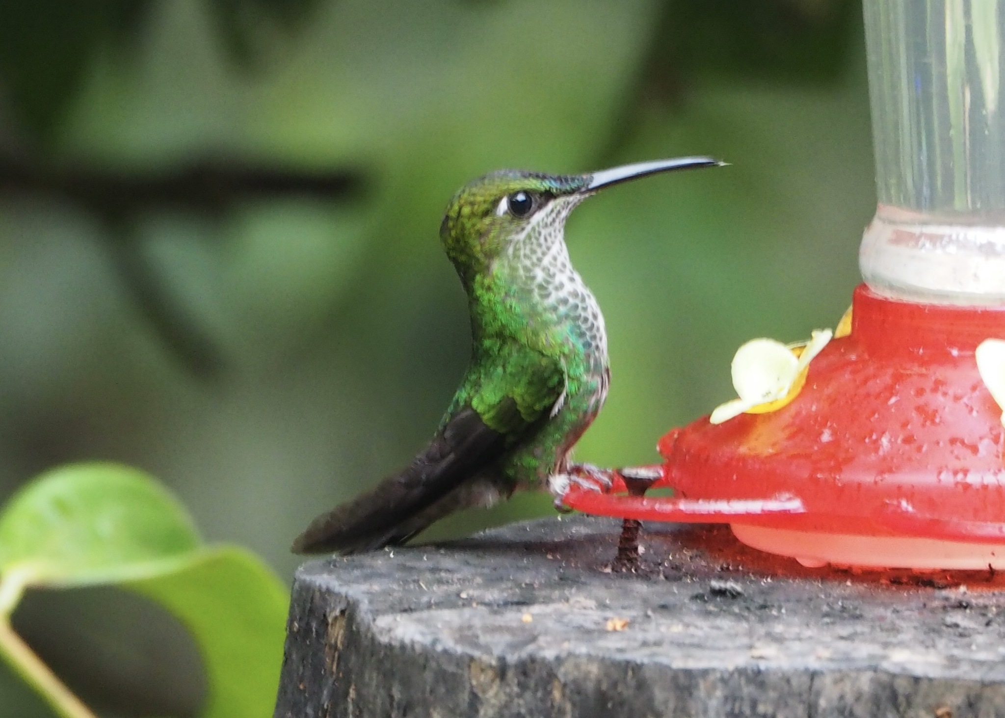 Many-spotted Hummingbird (Taphrospilus hypostictus), photo 4