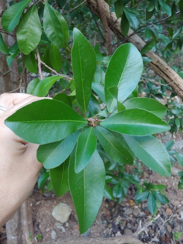 Gymnanthes lucida, photograph 3