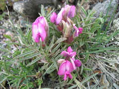 Oxytropis stenophylla