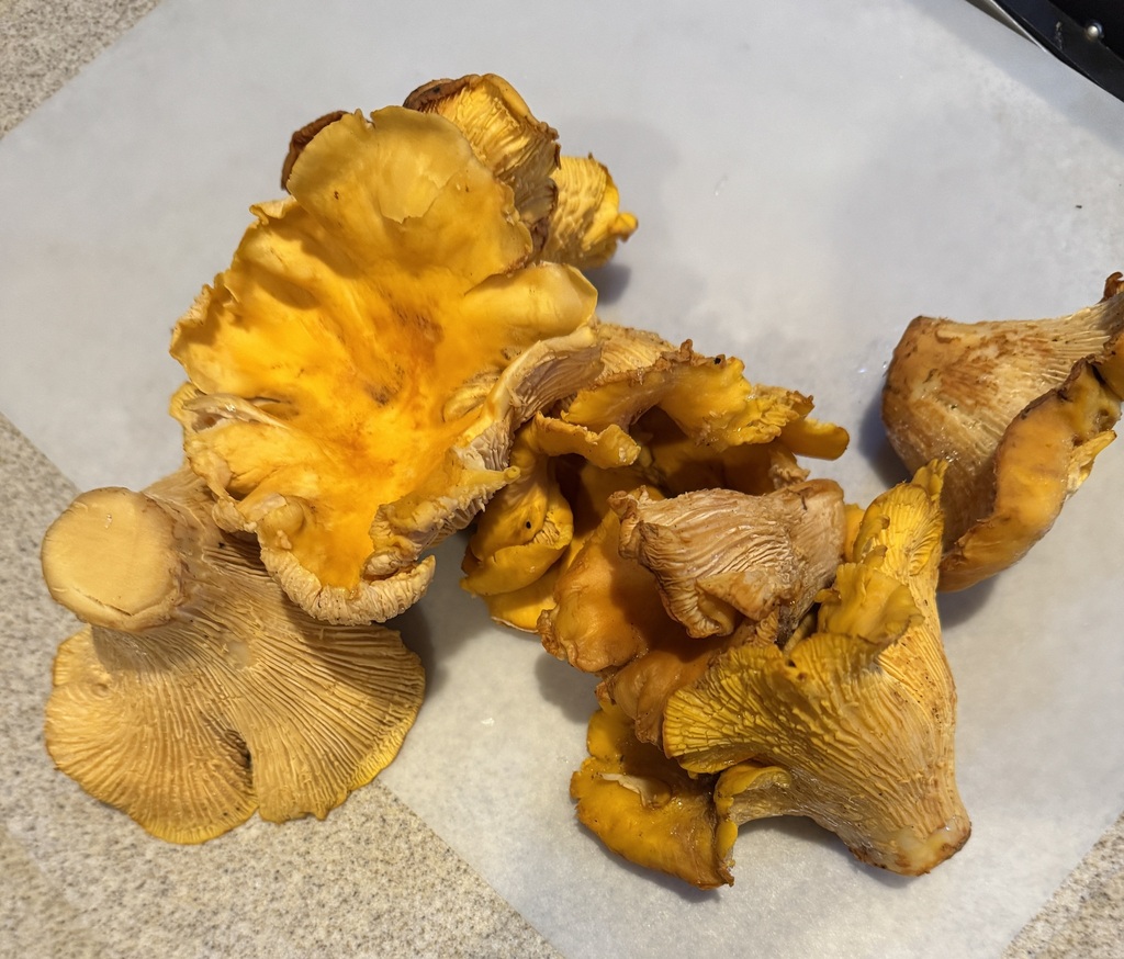 Cantharellus californicus · November 2025 · photo: © bob-dodge (iNaturalist, cc-by-nc)