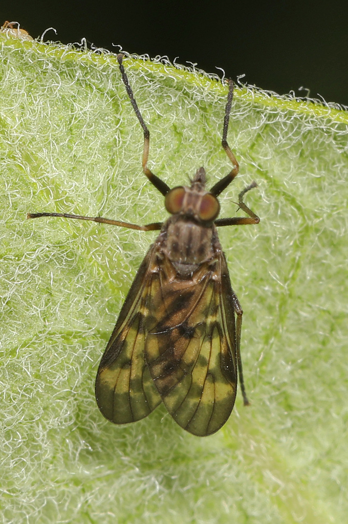 Lesser Variegated Snipe Fly