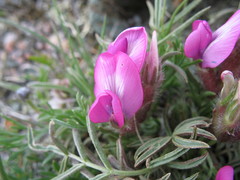 Oxytropis stenophylla