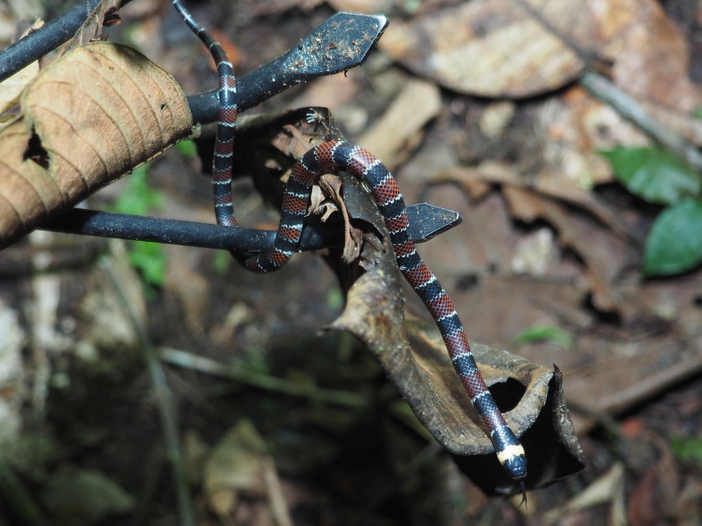 Günther's False Coral Snake