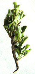 Searsia burchellii