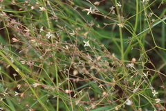 Kohautia caespitosa brachyloba