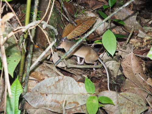 Common Brown Four-eyed Opossum
