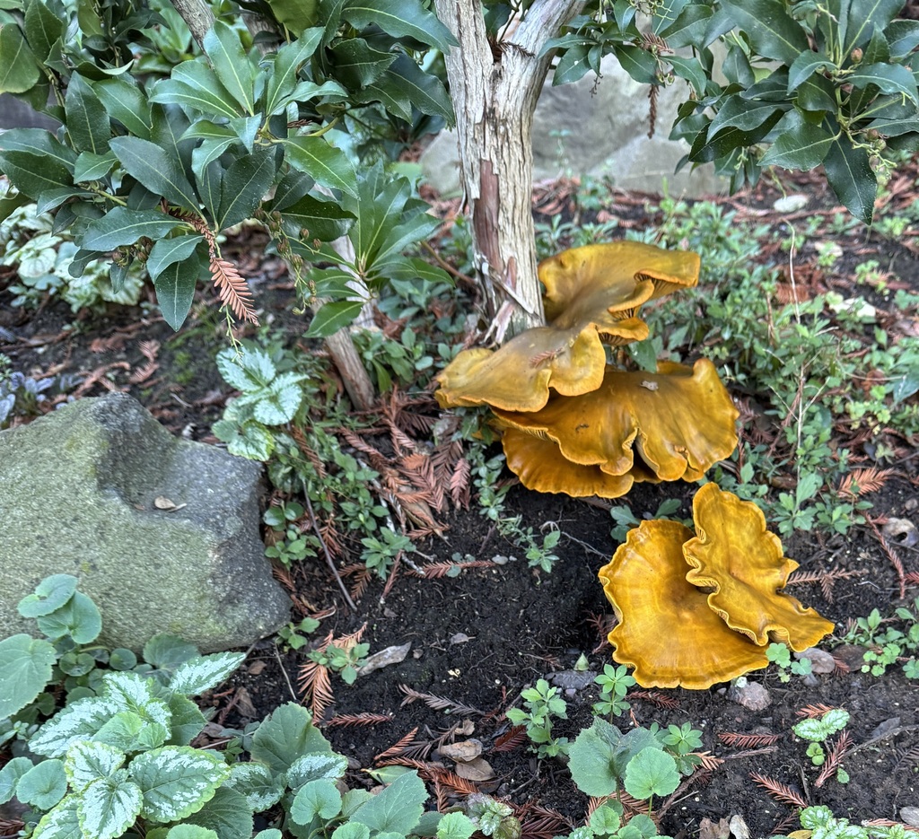 Omphalotus olivascens · November 2025 · photo: © bob-dodge (iNaturalist, cc-by-nc)