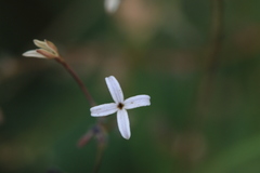 Kohautia caespitosa brachyloba