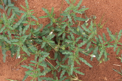 Monsonia angustifolia