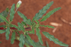 Monsonia angustifolia