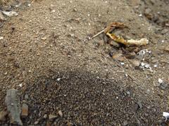 Tetramorium sericeiventre