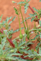 Monsonia angustifolia