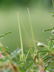 Monsonia angustifolia