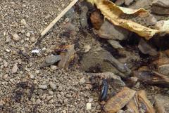 Tetramorium sericeiventre