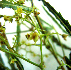 Searsia erosa