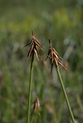 Carex microglochin