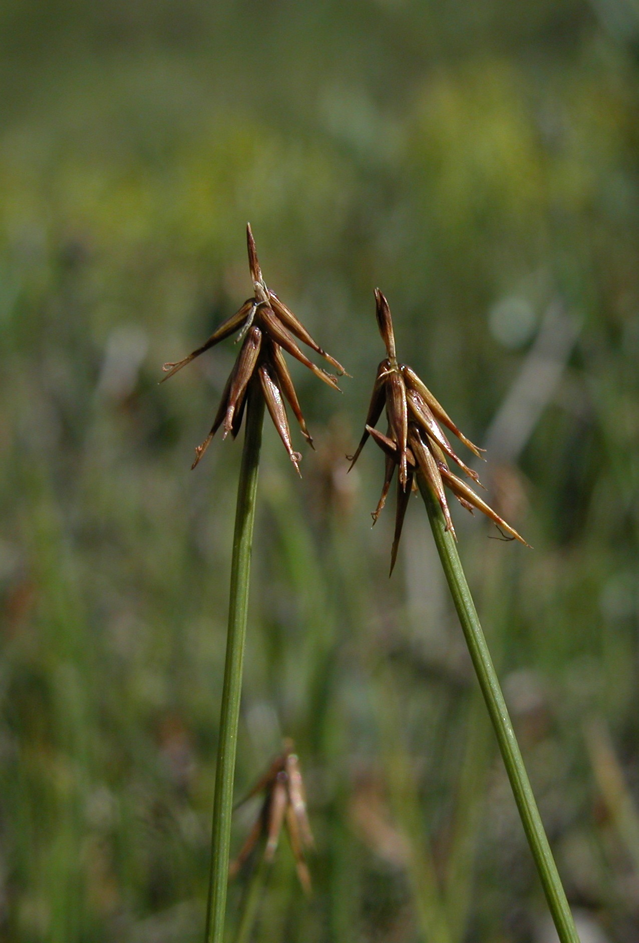 Carex microglochin