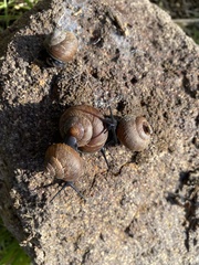 Xerarionta intercisa