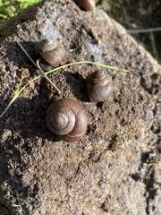 Xerarionta intercisa