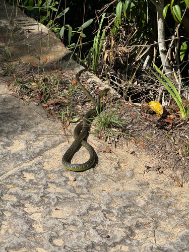 Common Tree Snake sighting