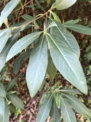 Edgeworthia gardneri