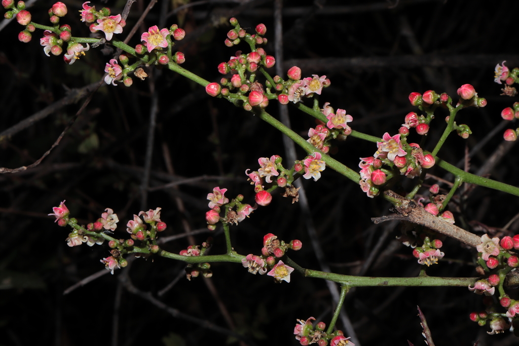 Mauria heterophylla; photograph (c) Paúl Gonzáles, some rights reserved (CC BY)