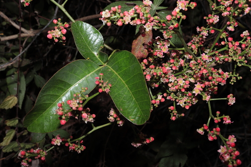 Mauria heterophylla, photograph 3