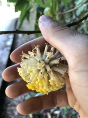 Edgeworthia gardneri