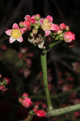 Mauria heterophylla, photograph (c) Paúl Gonzáles, some rights reserved (CC BY)