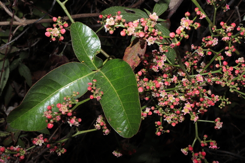 Mauria heterophylla, photograph 4