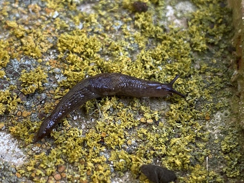 Meadow Slug