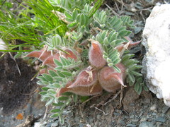 Oxytropis ampullata