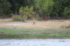 Tragelaphus scriptus bor