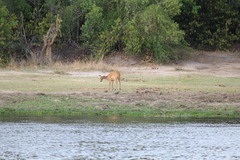 Tragelaphus scriptus bor