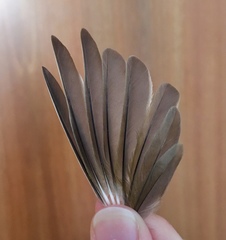 Sylvia atricapilla