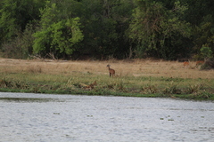 Tragelaphus scriptus bor