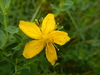 Hypericum perforatum perforatum - Photo (c) Colin Chapman-Lam, some rights reserved (CC BY-NC), uploaded by Colin Chapman-Lam