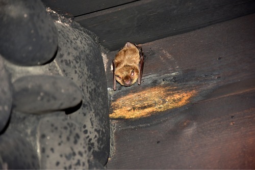 Big Brown Bat photographed in West Virginia