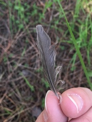 Sylvia atricapilla