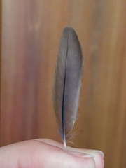 Sylvia atricapilla